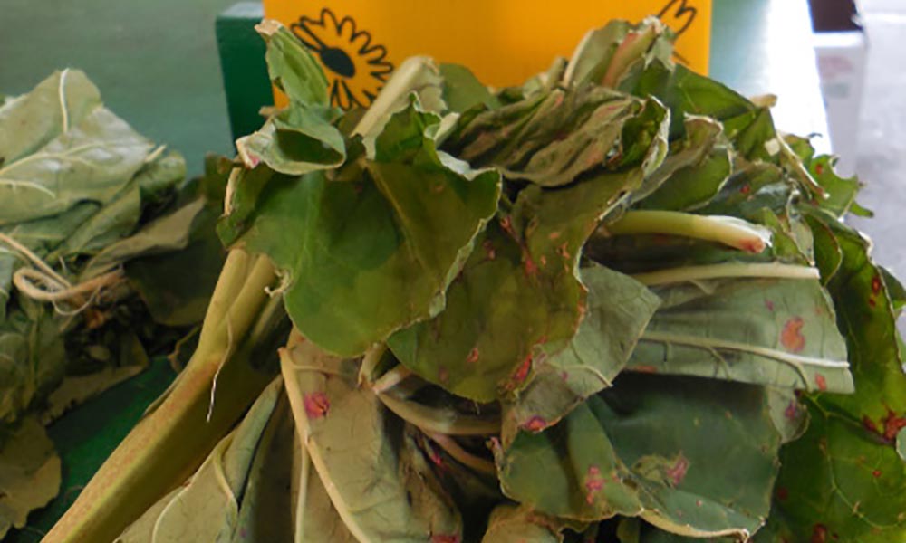 Rhubarb leaves, a natural insecticide, Trucs et astuces
