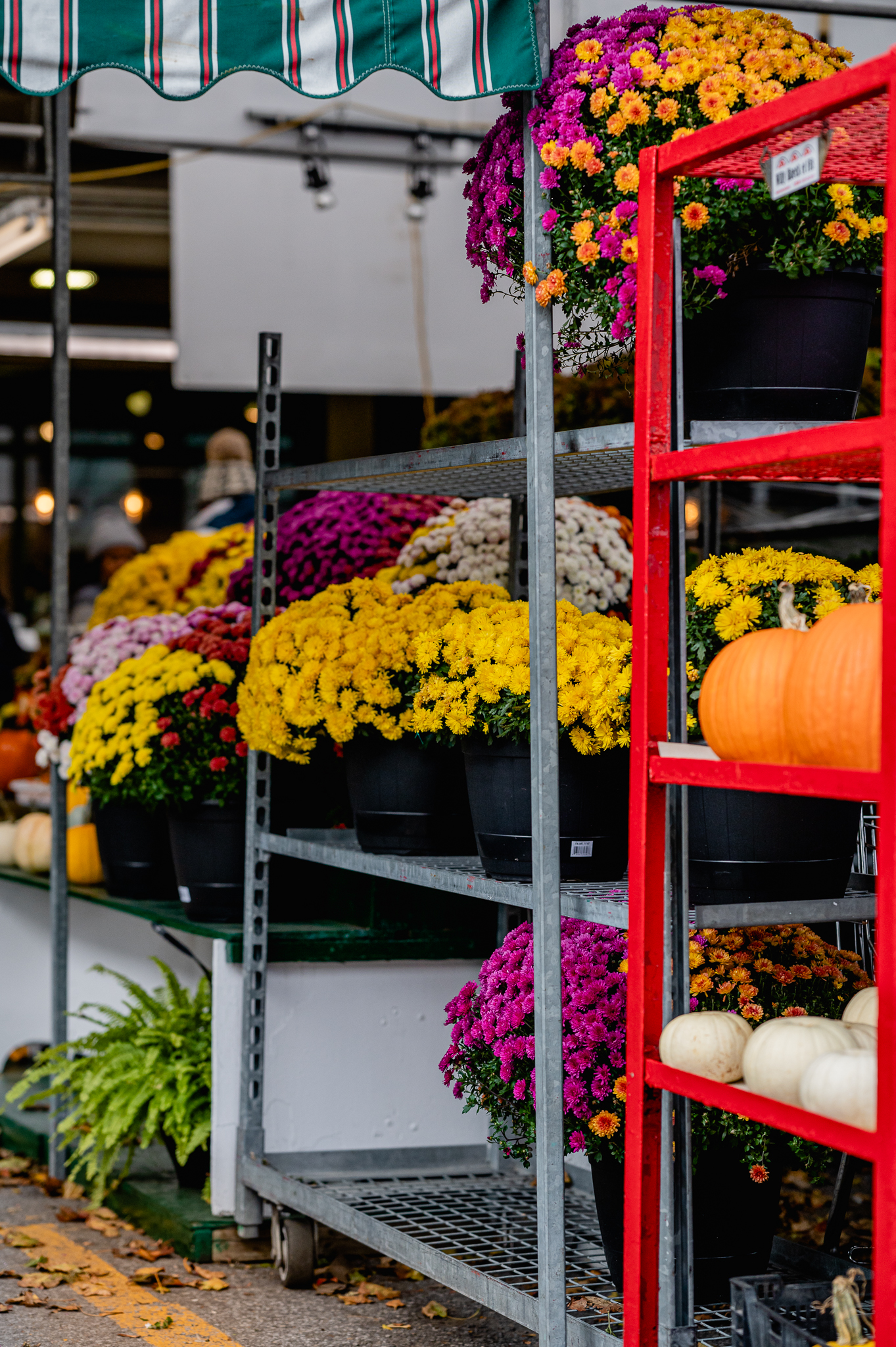 Chrysanthème dans les Marchés publics de Montréal