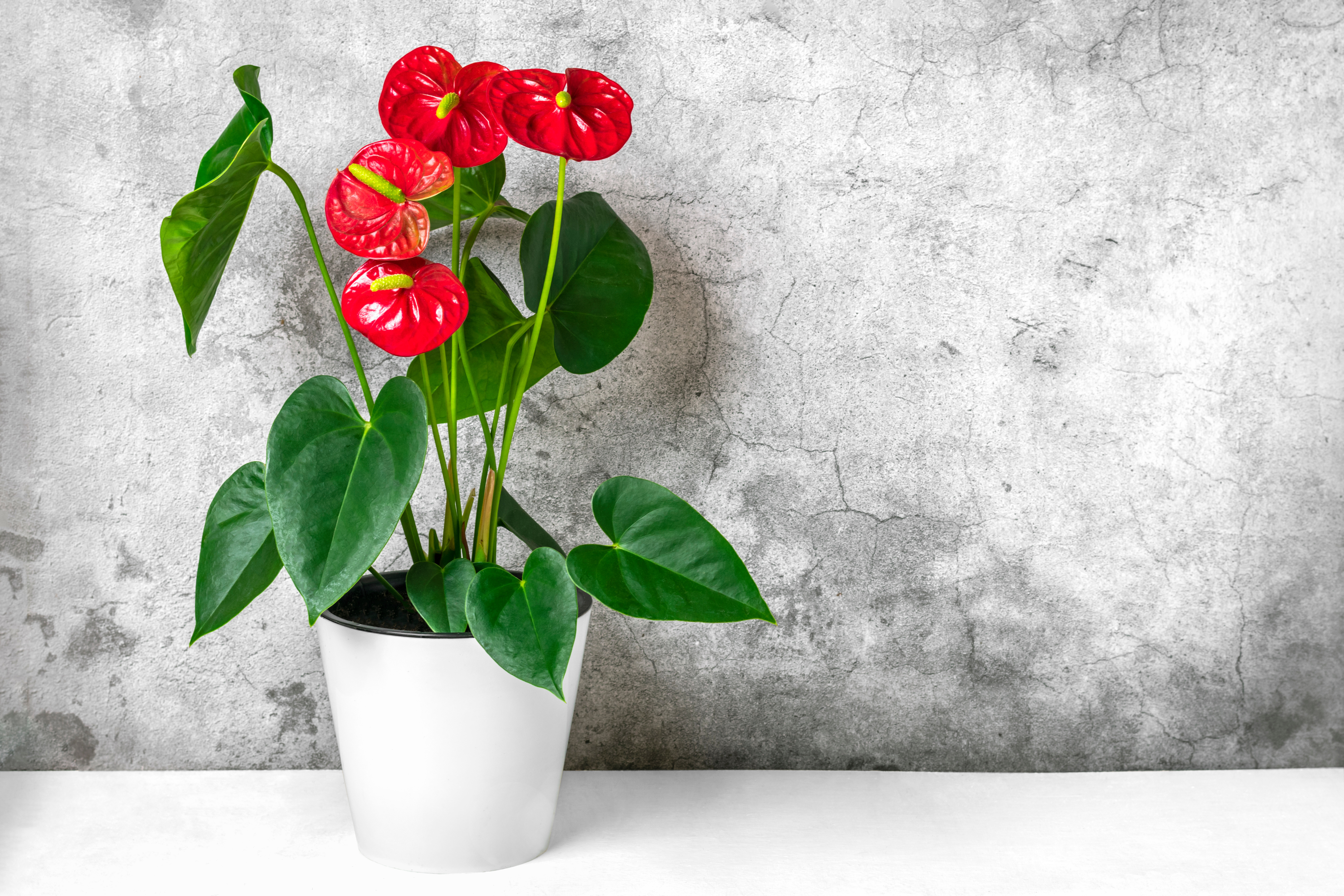 anthurium