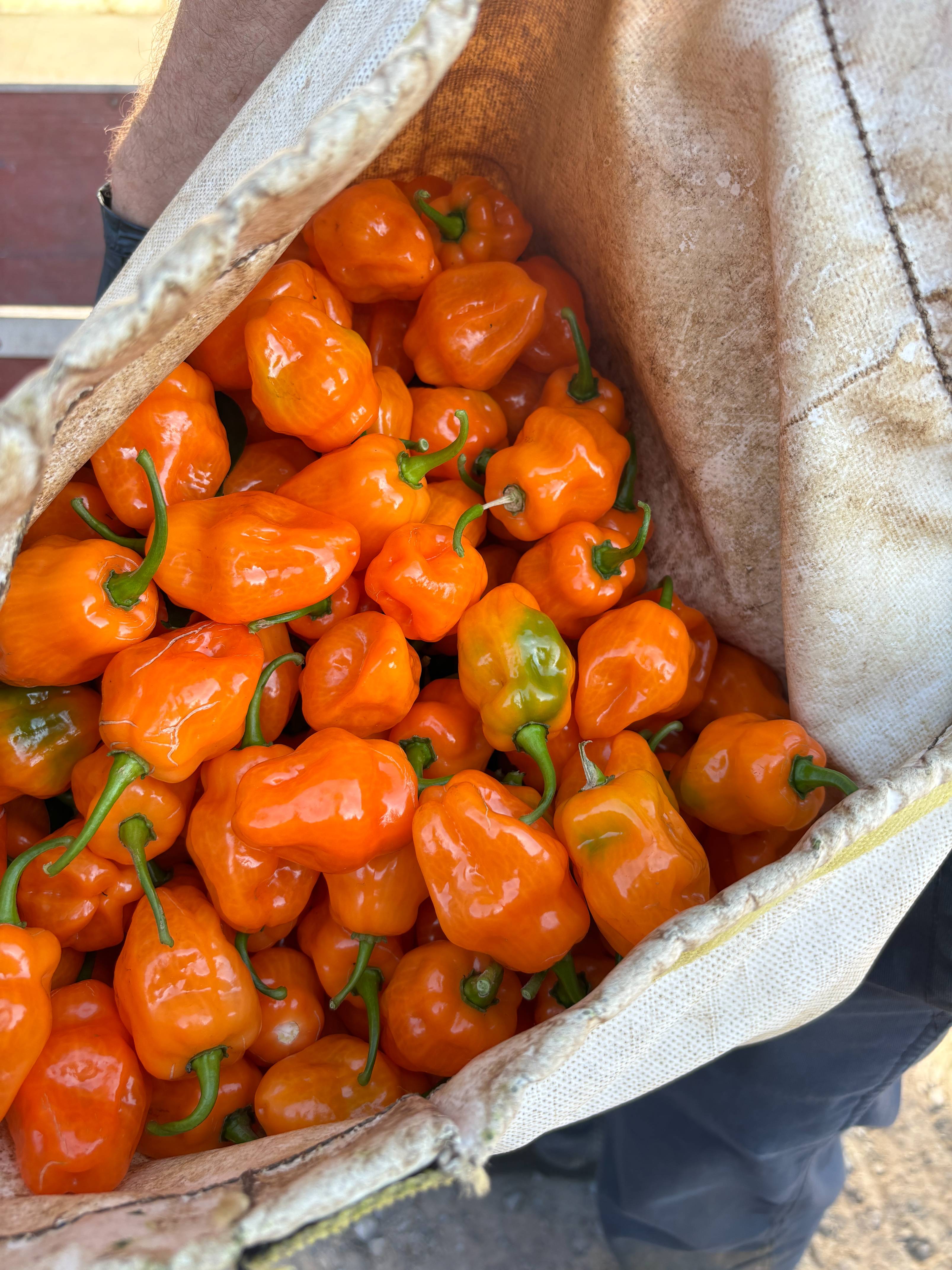 Piments forts Marché Jean-talon