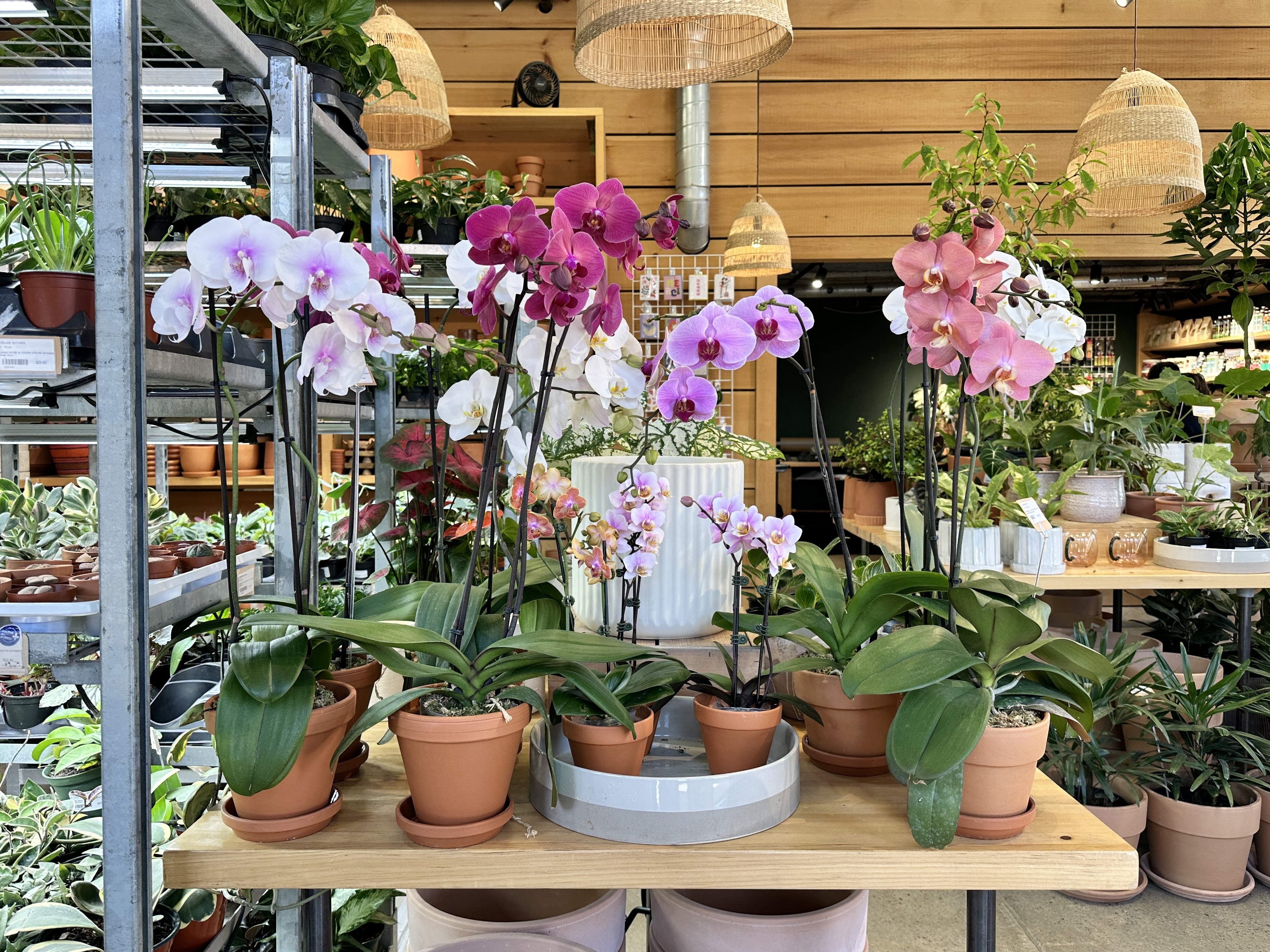 orchidée