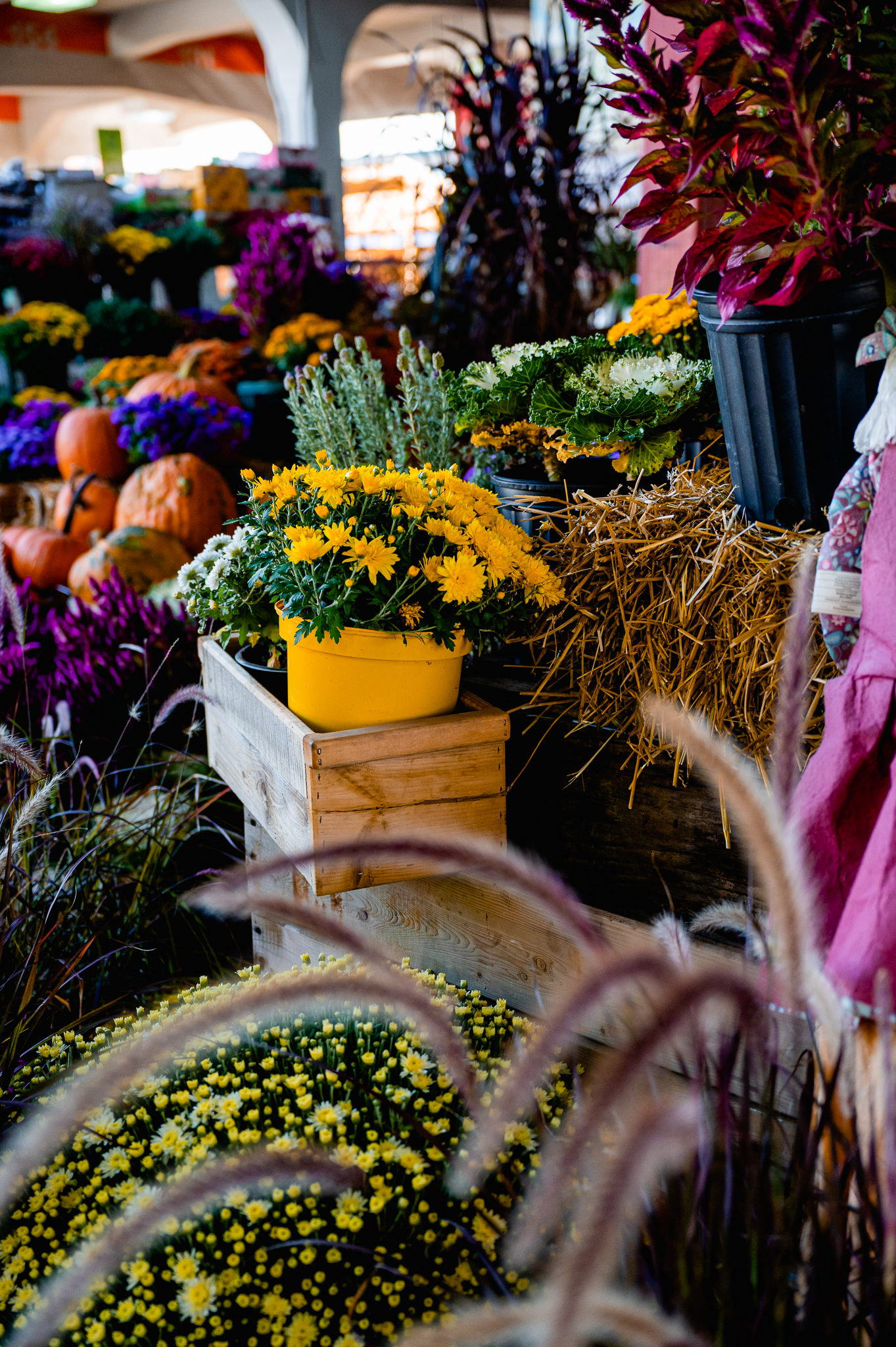 Chrysanthème au Marché Jean-Talon 