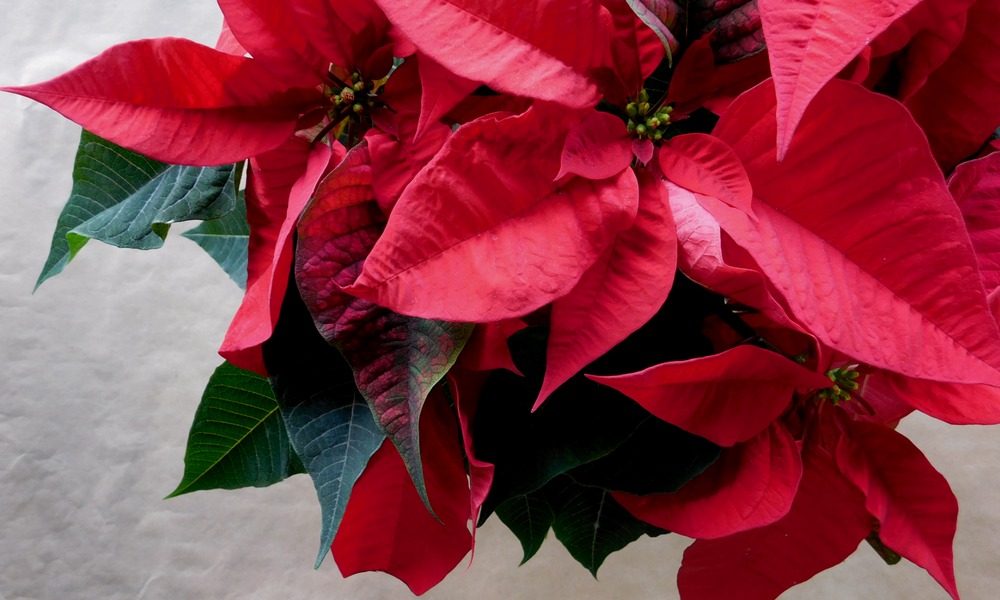 poinsettia