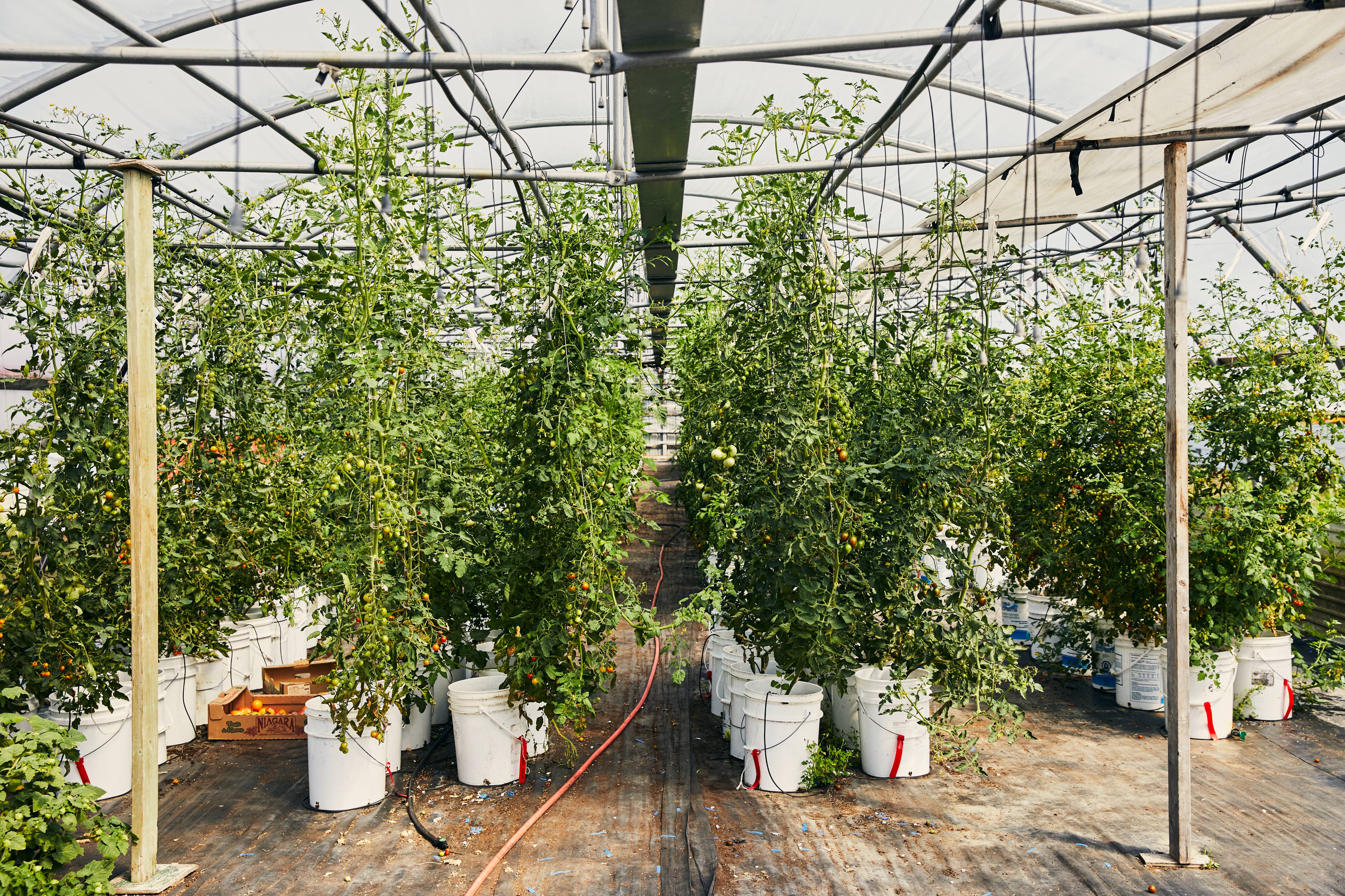 Serre de tomates ancestrales