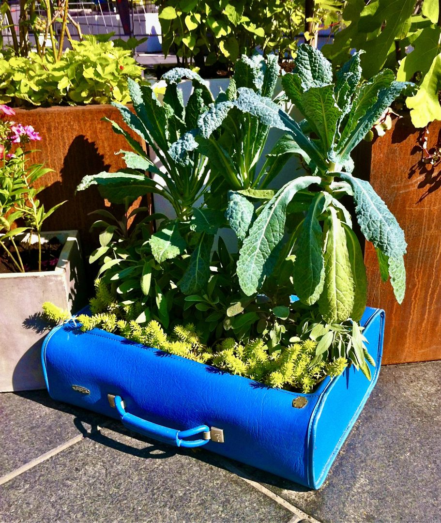 Kales cultivés dans une valise