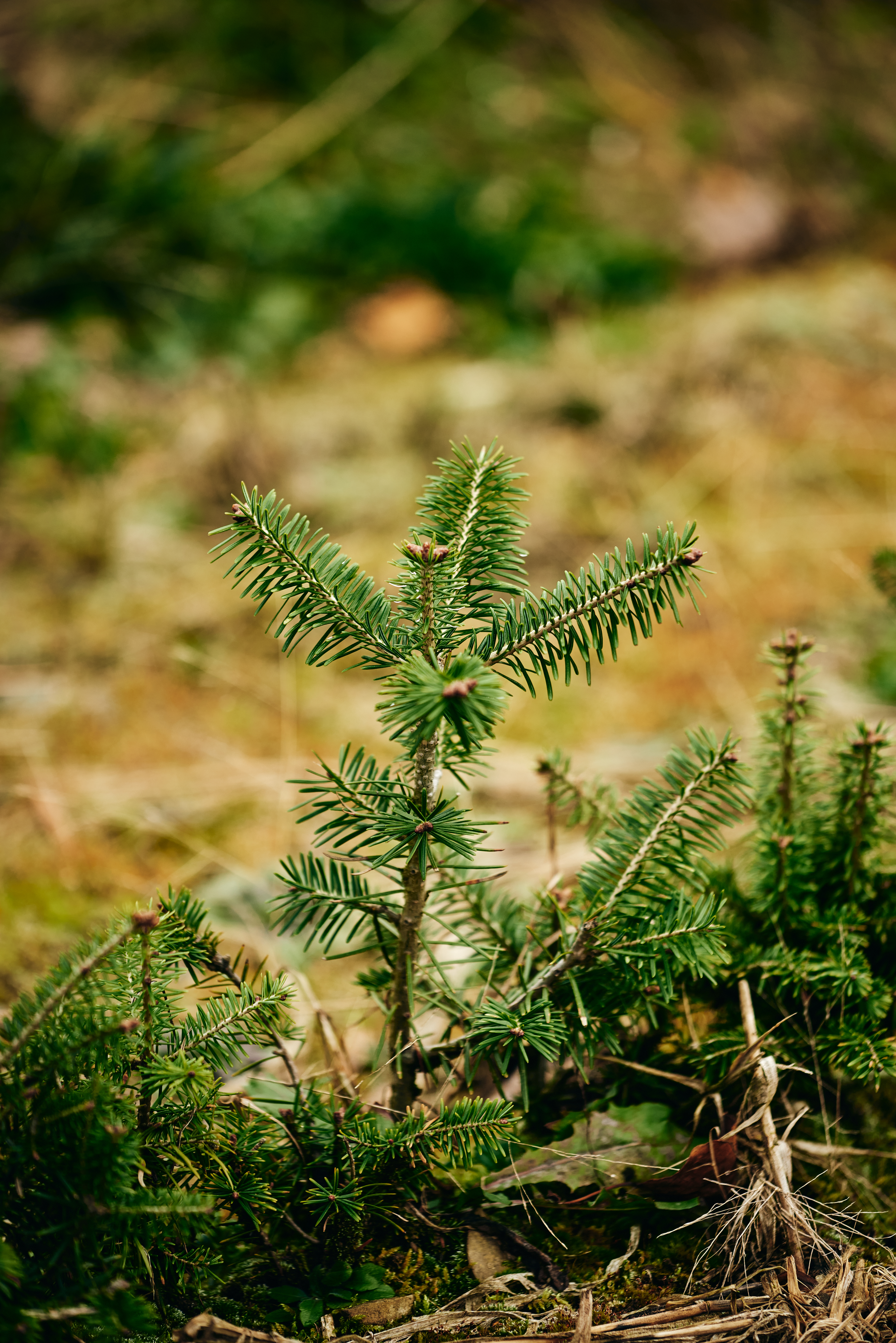 Gros plan branche de sapin
