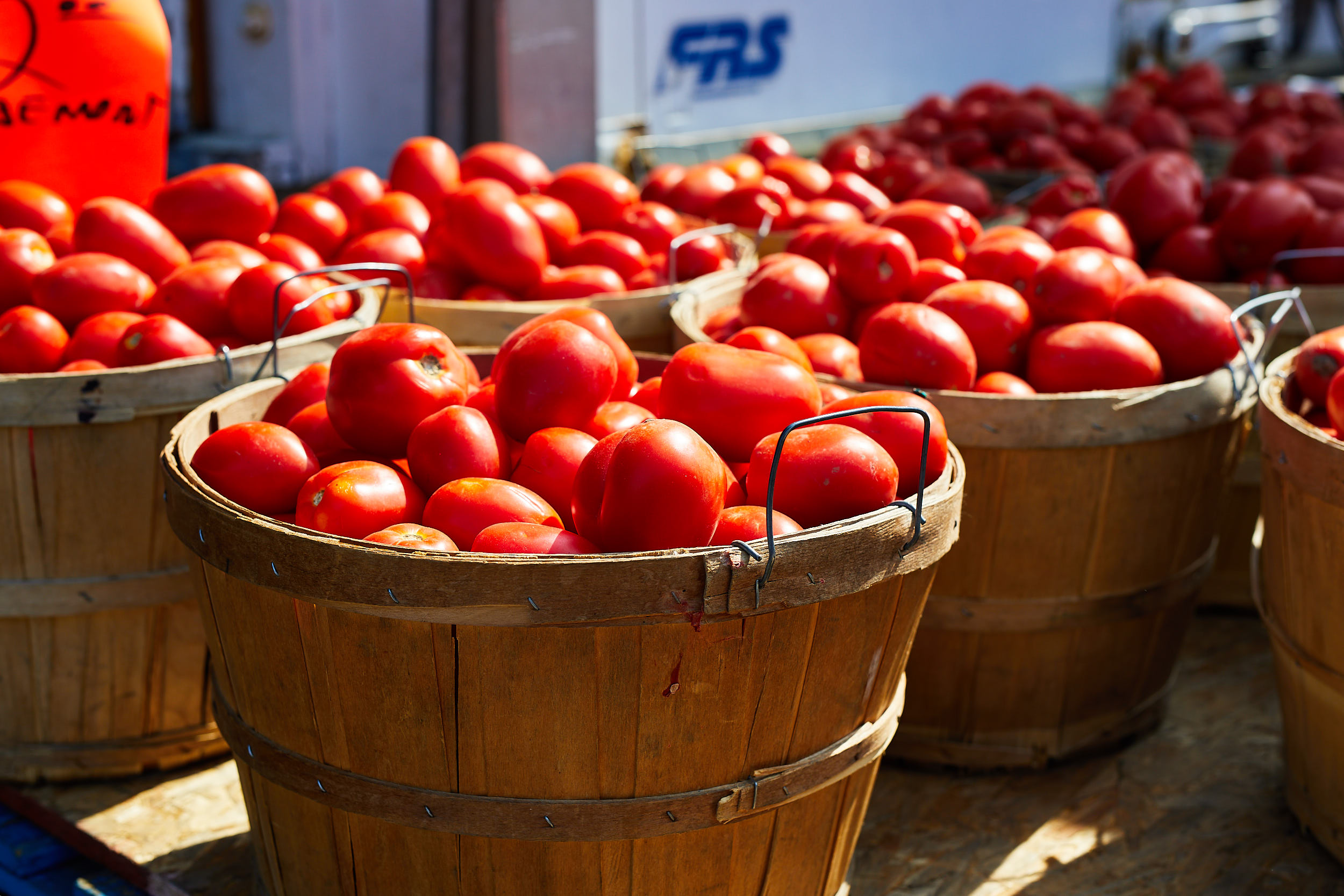 tomate des champs