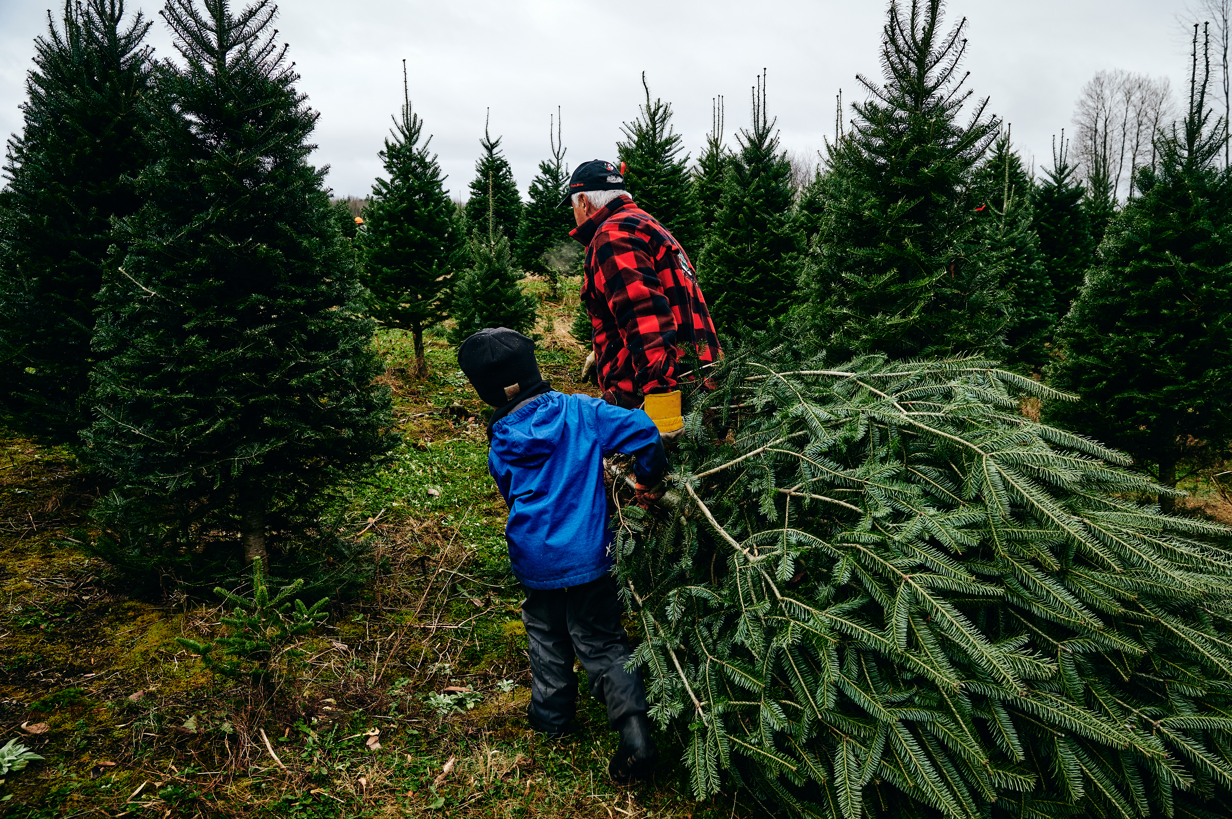 Ramassage de sapins en famille