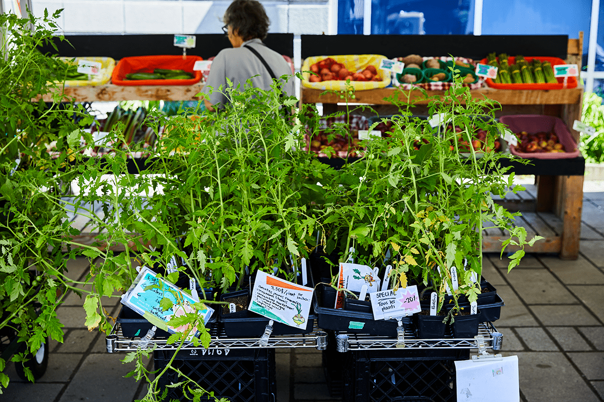 Herbs from the Frontenac Solidarity Market