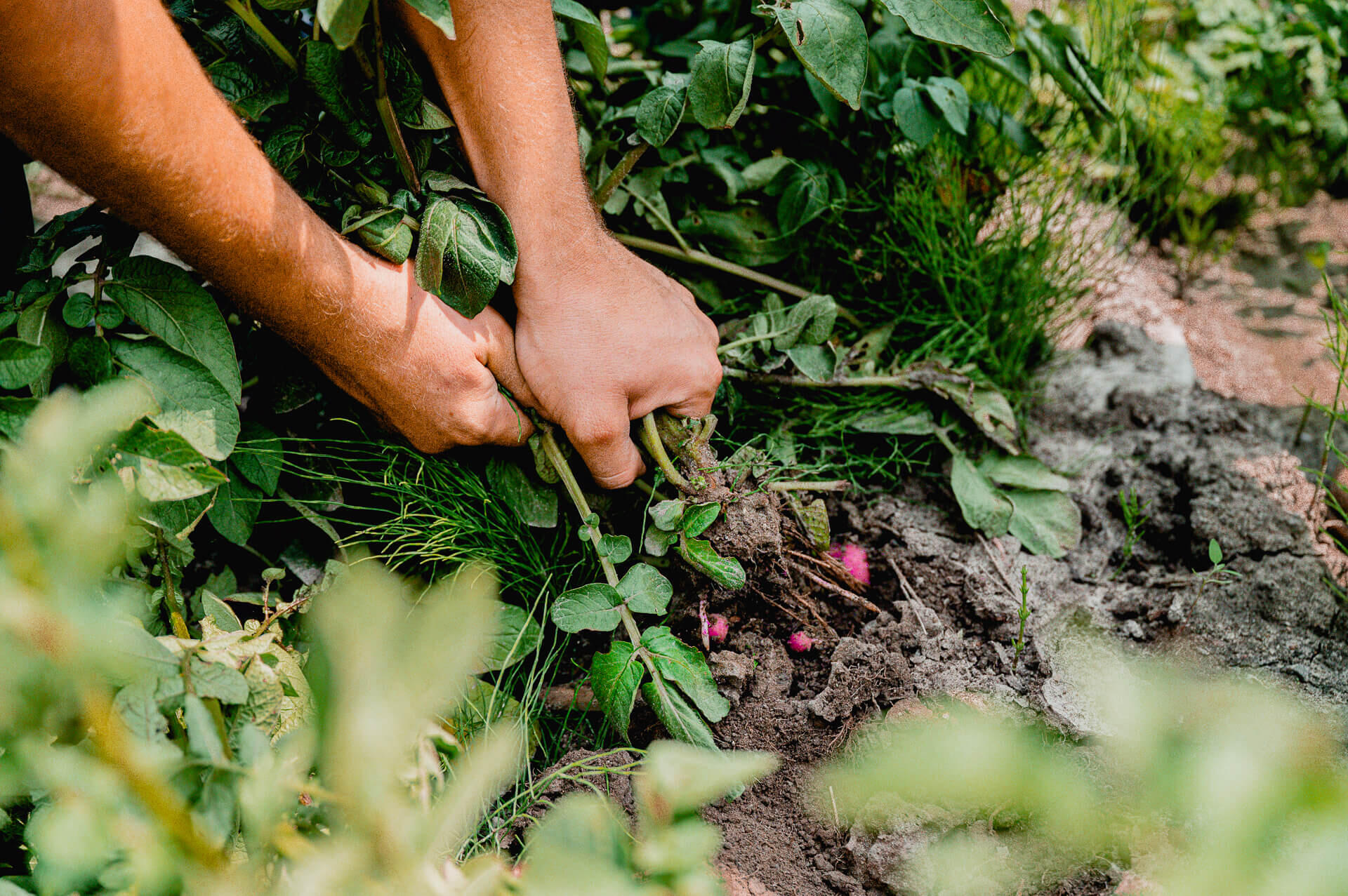Close-up on radishes