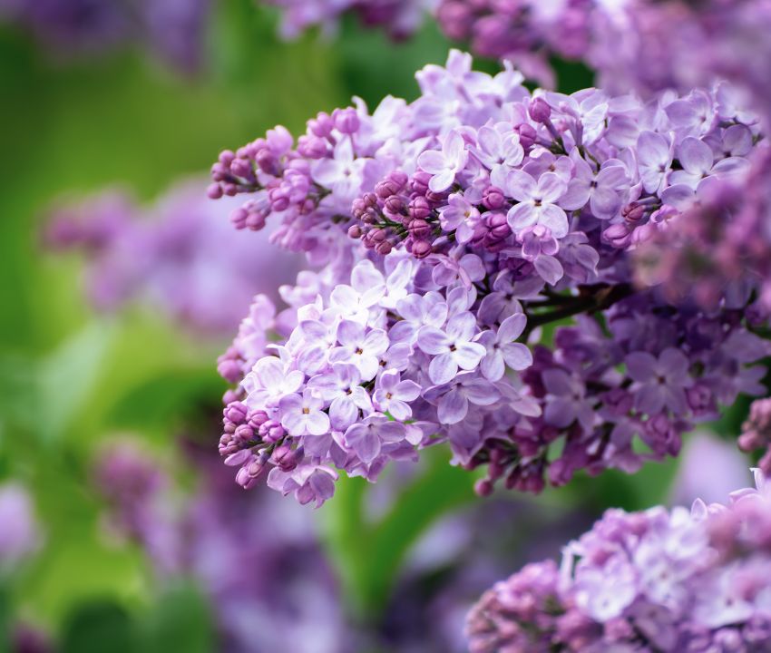 lilas