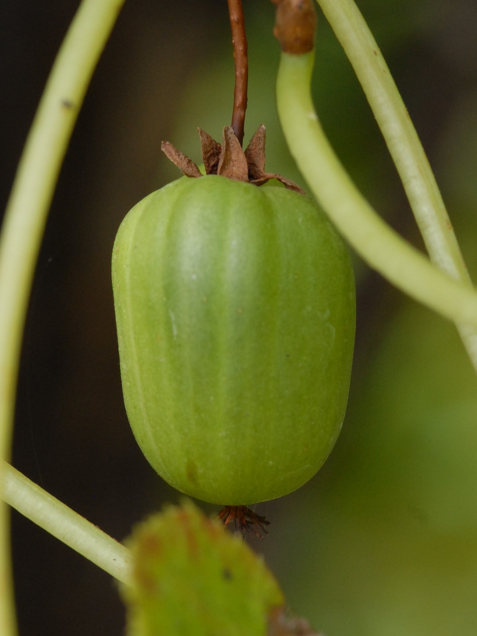 kiwi artique