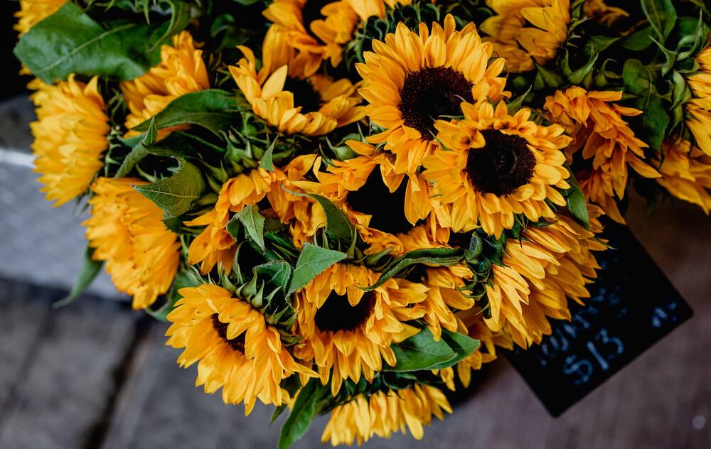 tournesol marche atwater