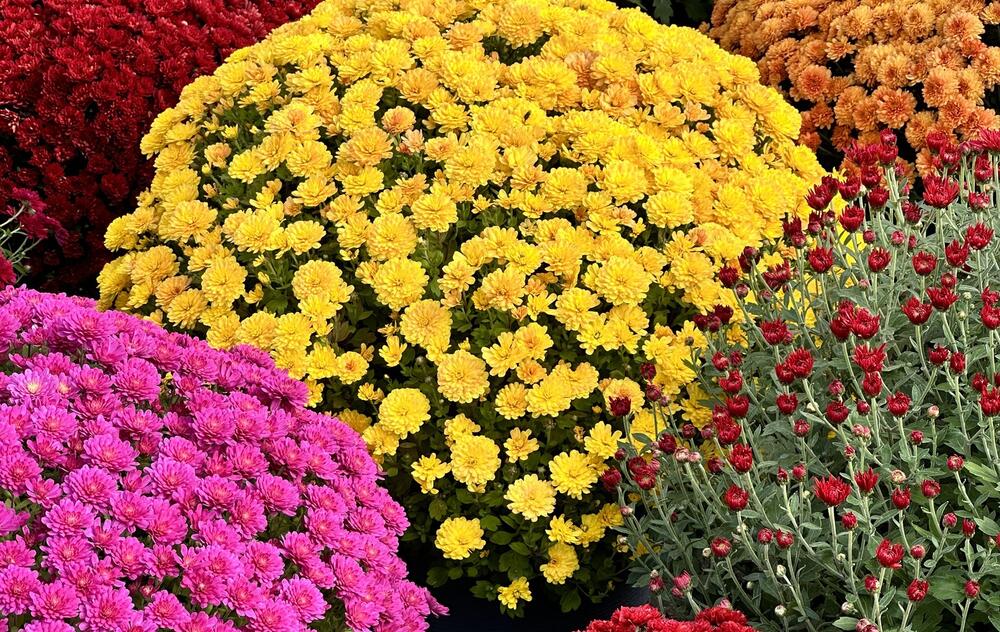 Chrysanthème