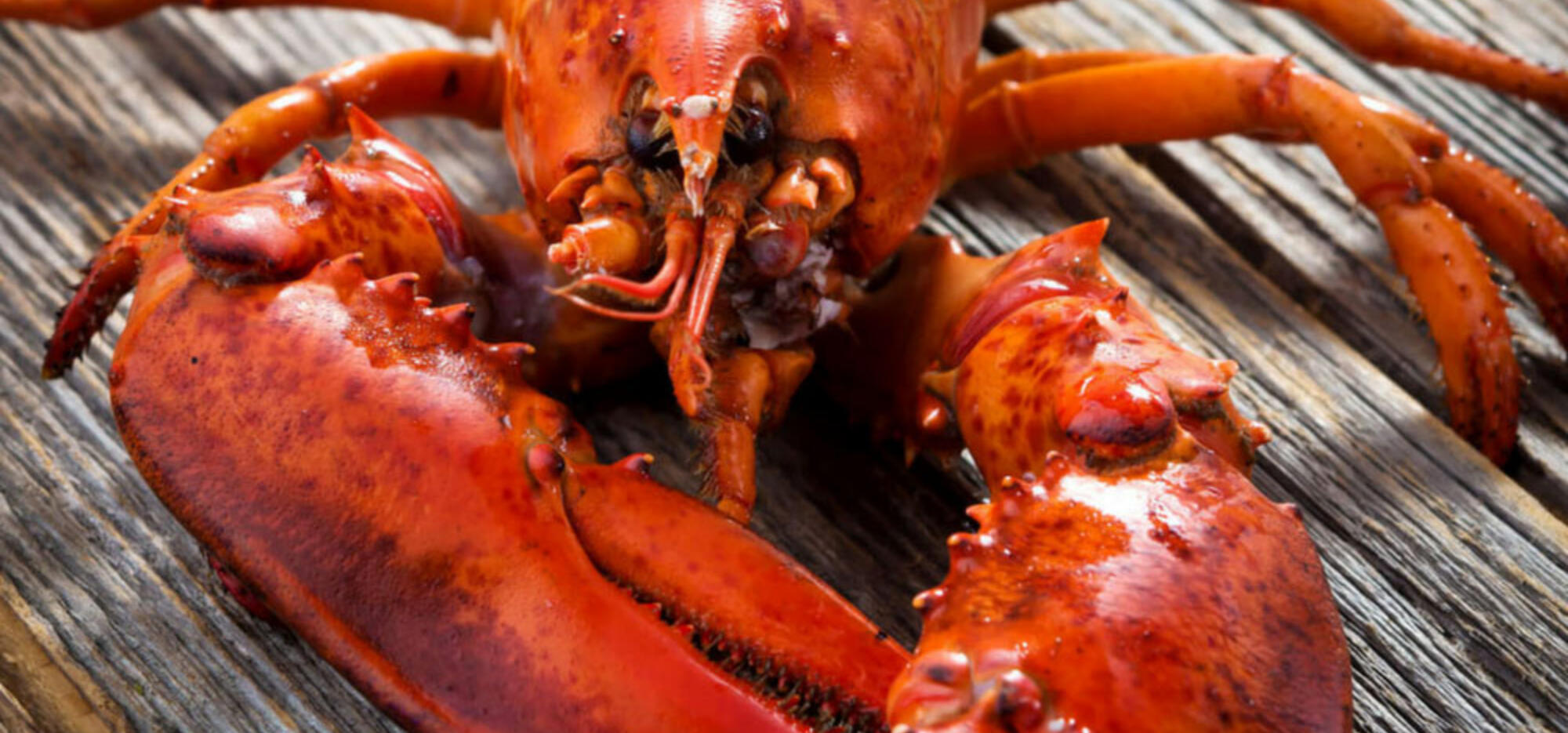 lobster