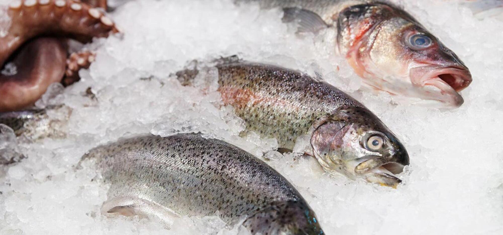 Cooking Fish With Zero Waste