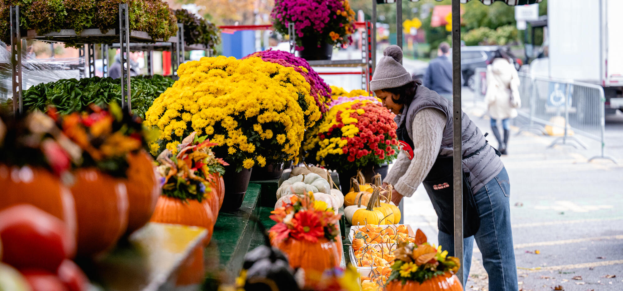 Chrysanthème d'automne