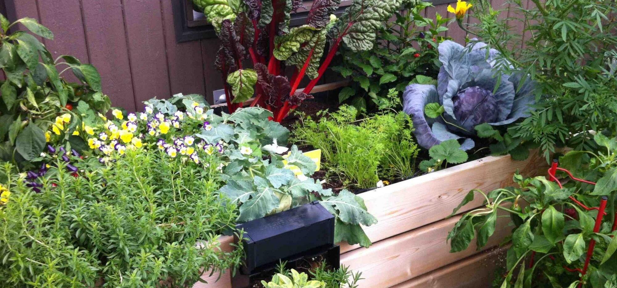 Enough with Winter! Start Your Spring Vegetable Garden!