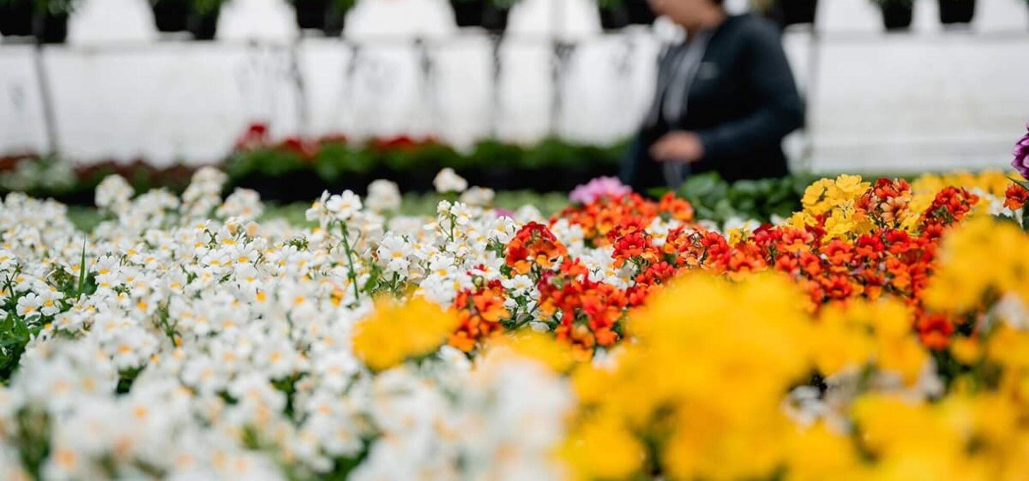 Chrysanthème d'automne