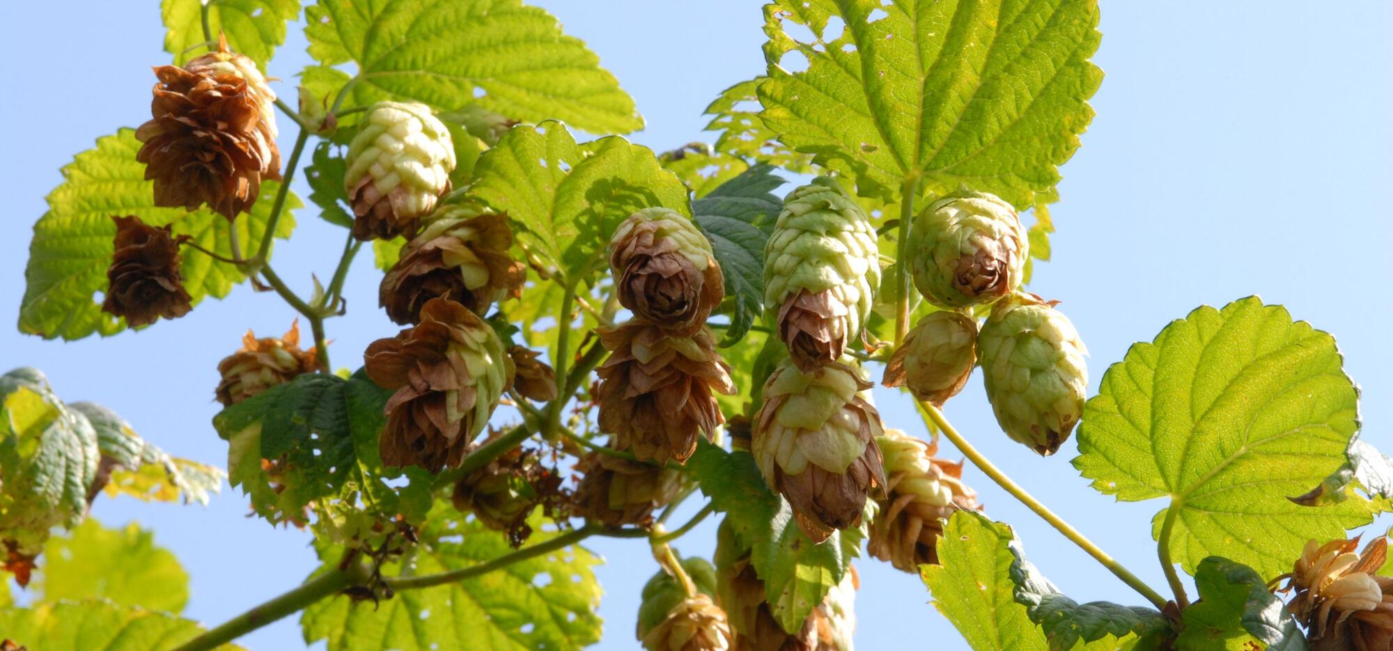 Photo de houblon
