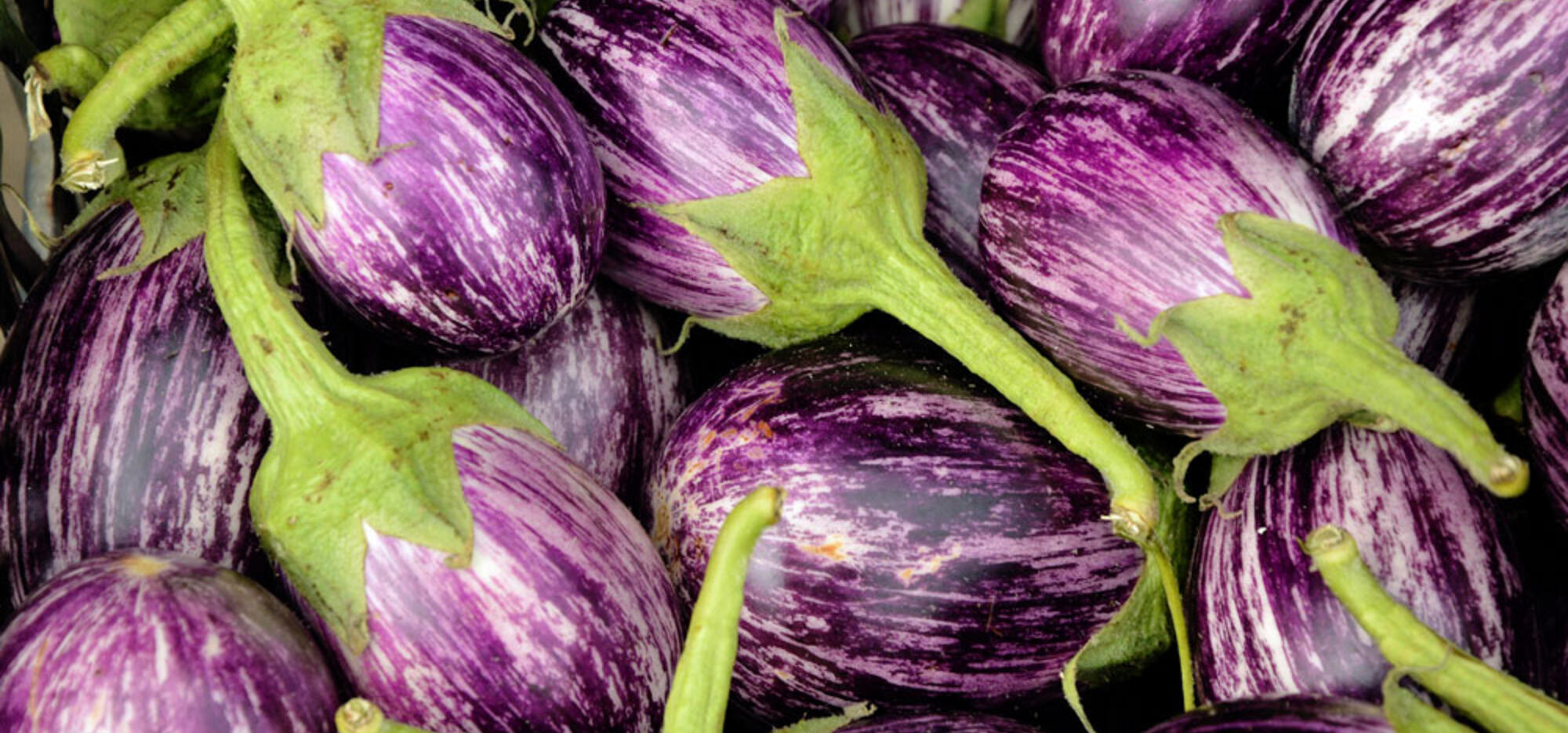 aubergine