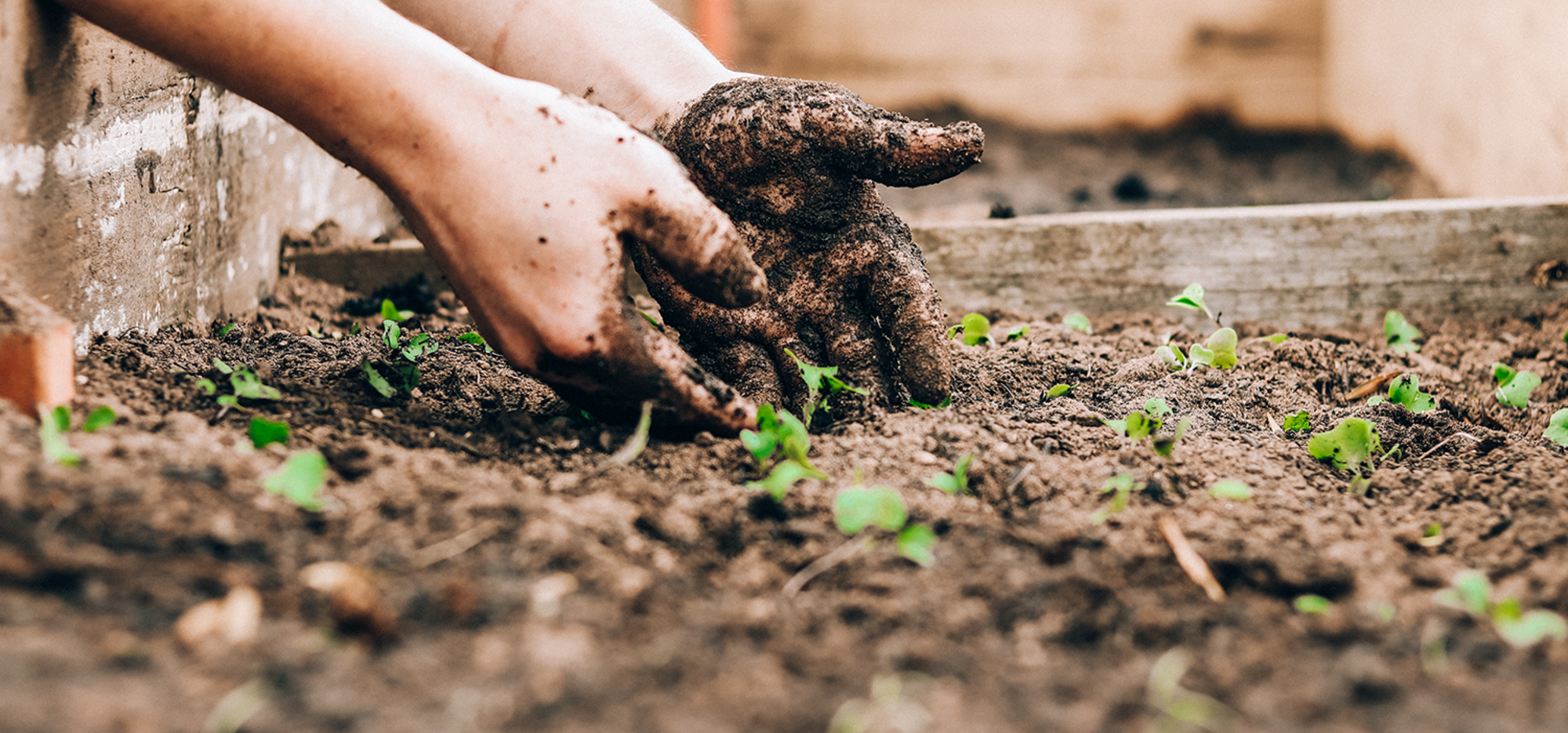 Contrez l’inflation et mangez mieux en créant votre potager