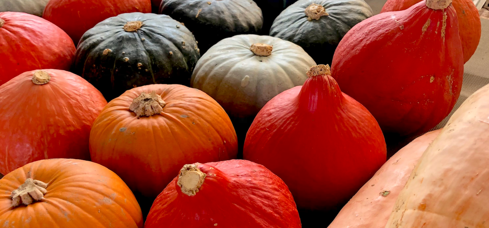 Tombez dans les courges !