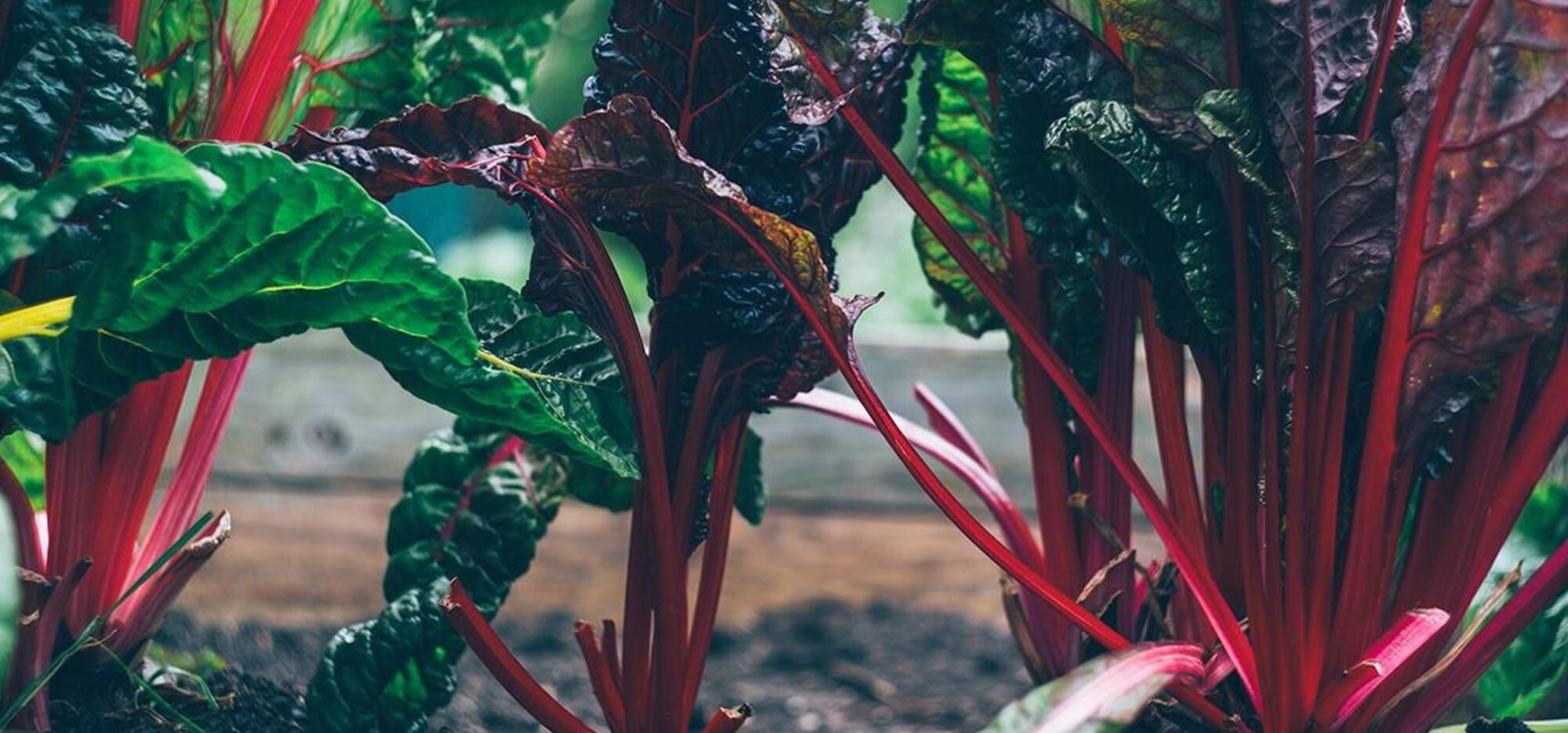 Keep harvesting until the first snow