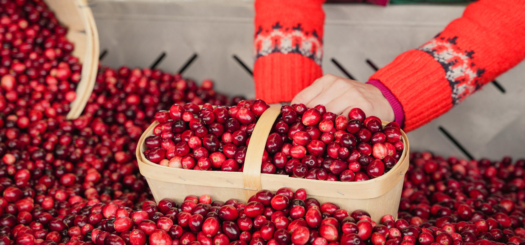 cannerberge au marché jean-talon