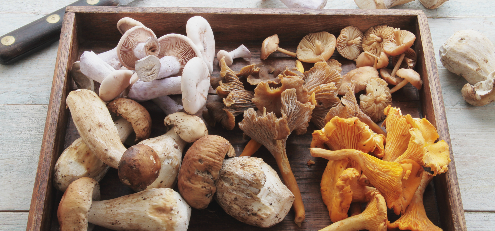 Fromage frais aux champignons sauvages