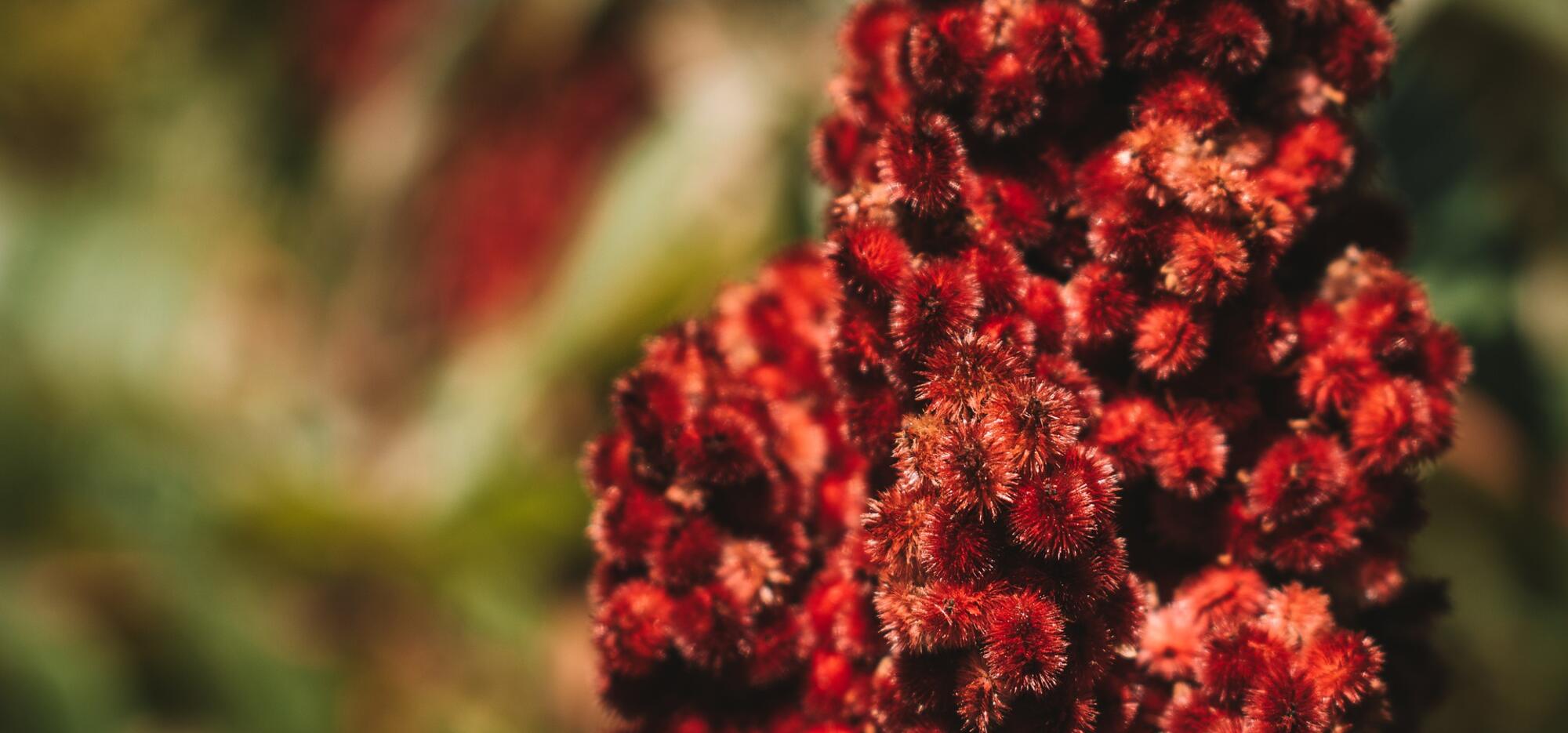 Sumacade: Limonade au sumac