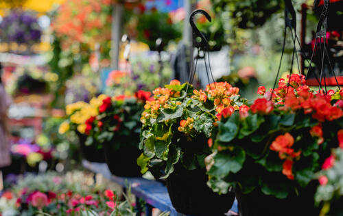 Fleurs marche atwater