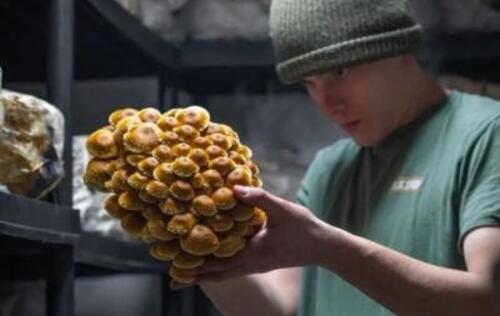 Mycovore
