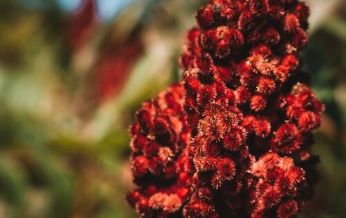 Sumacade: Limonade au sumac