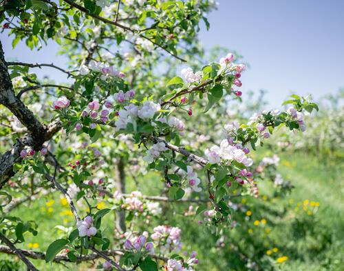 pommier en fleurs
