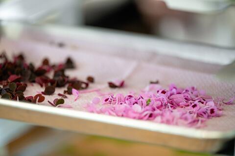 fleurs comestibles