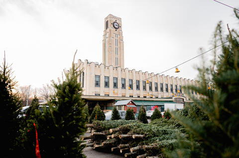 Sapins au Marché Atwater