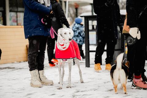 Holiday season at the Maisonneuve Market