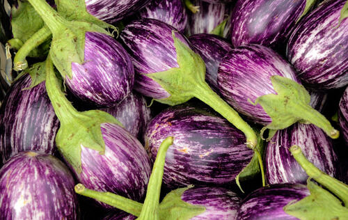 aubergine
