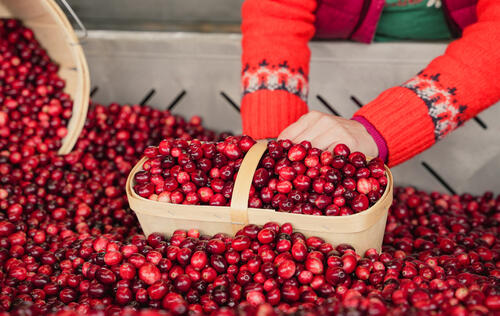 cannerberge au marché jean-talon