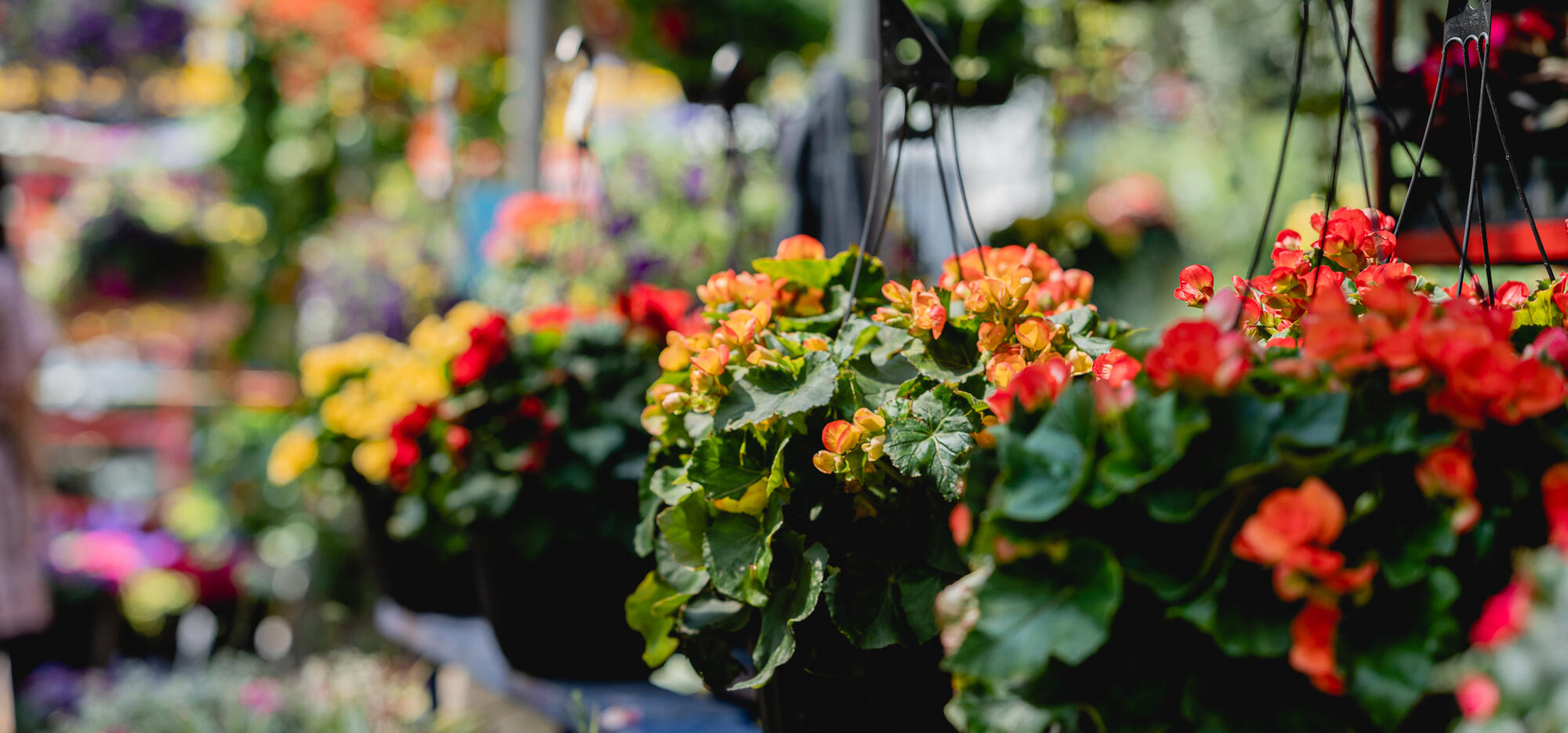 Fleurs marche atwater