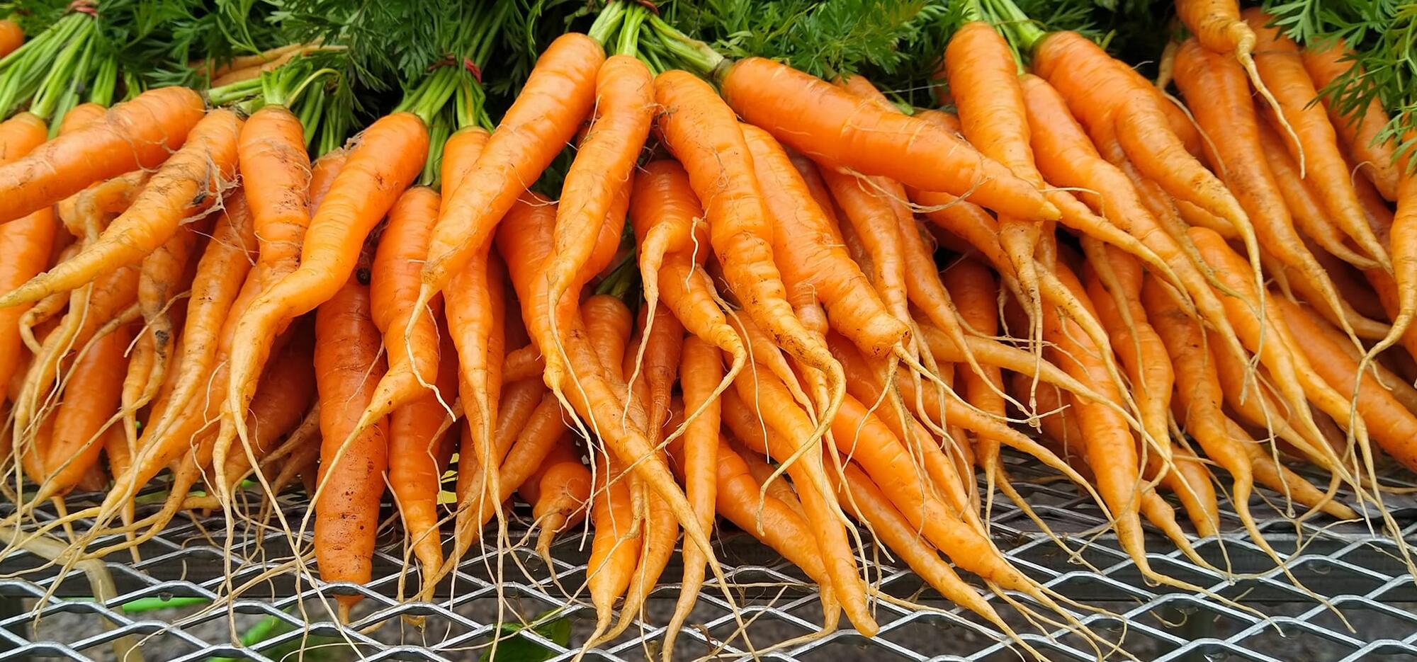 carottes