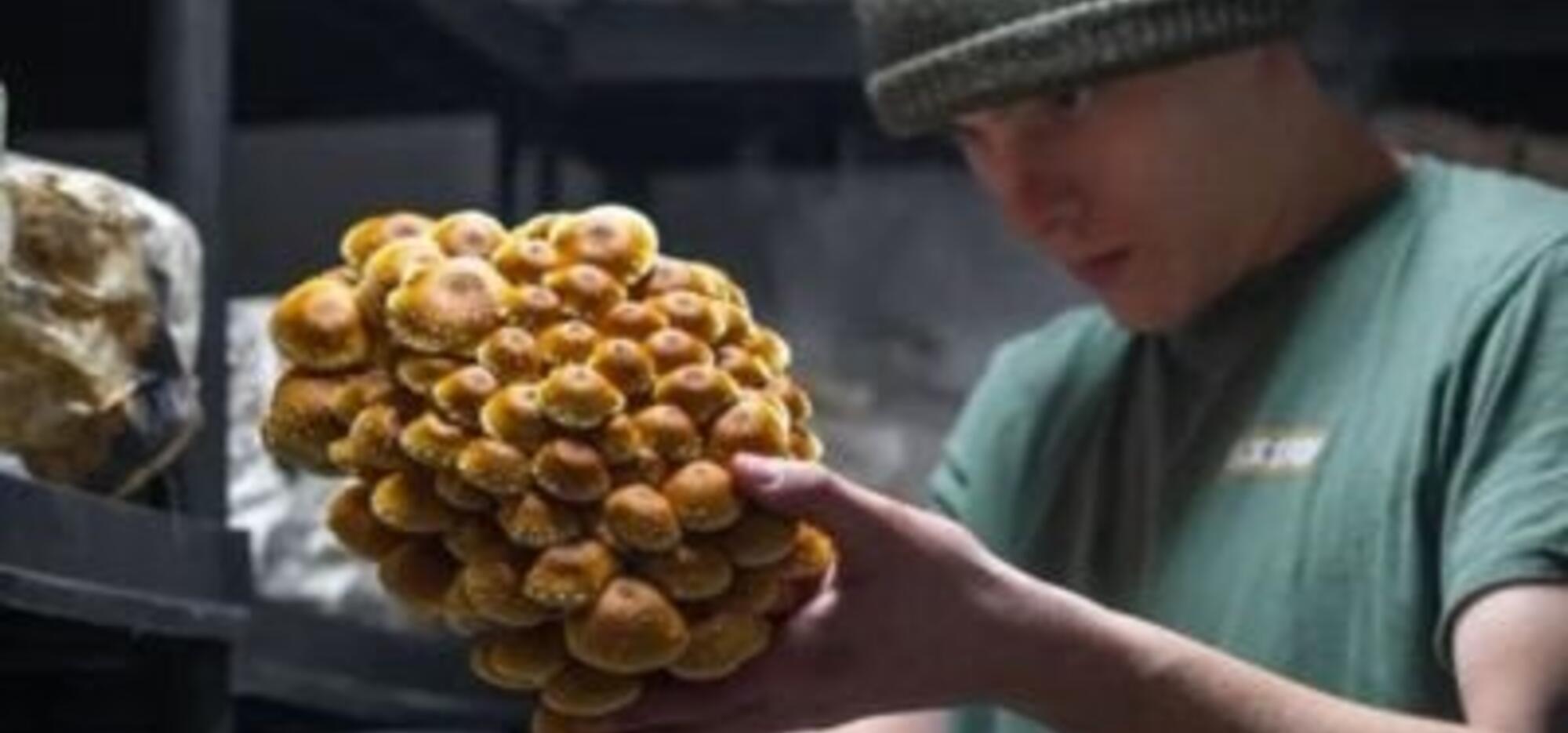 Mycovore