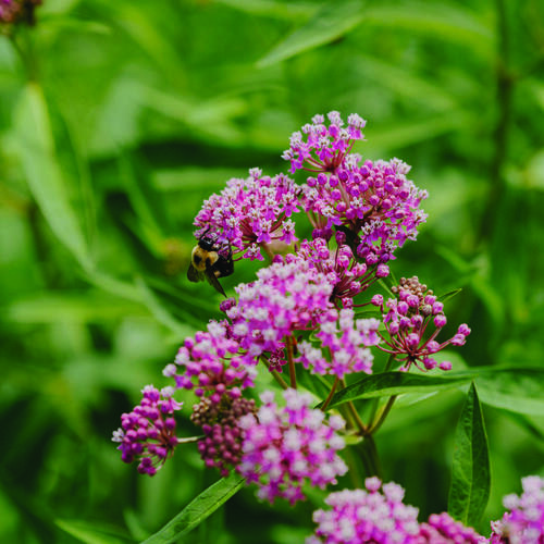 pollinisateur