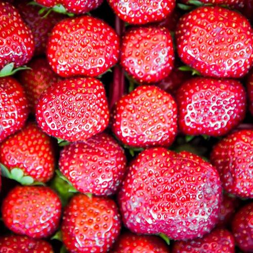 Fraises Marchés publics de Montréal