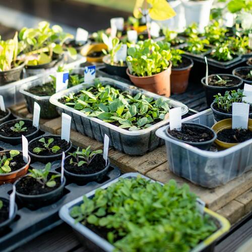 Plants de légumes au printemps