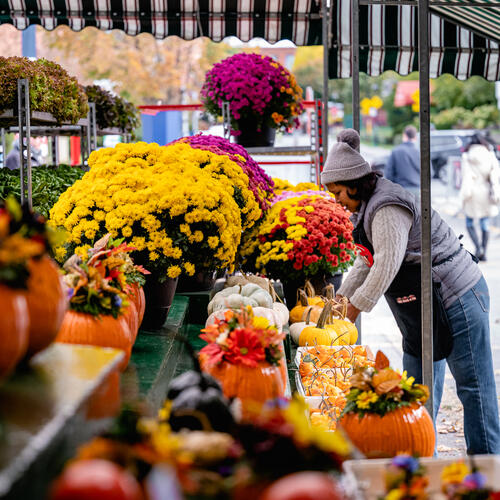 Chrysanthème d'automne