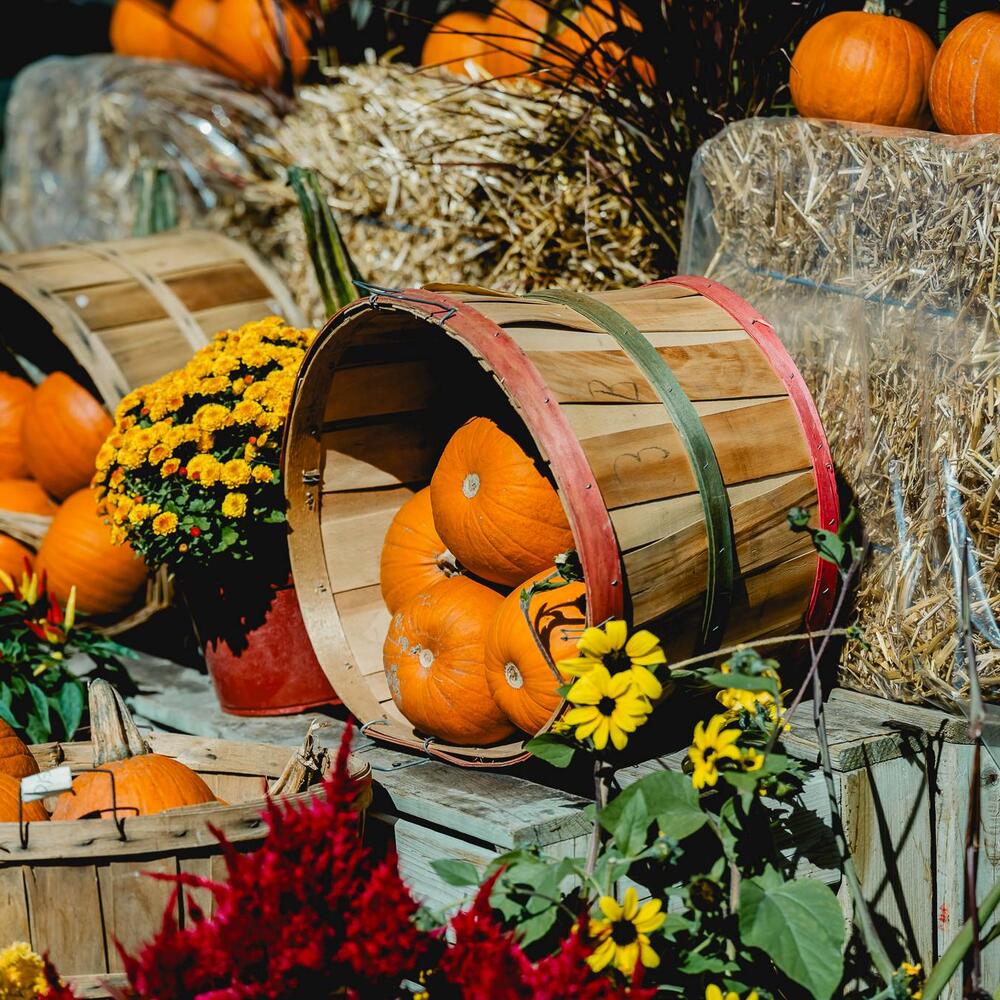 Automne marche Atwater