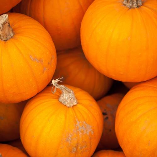 Pumpkin Soup