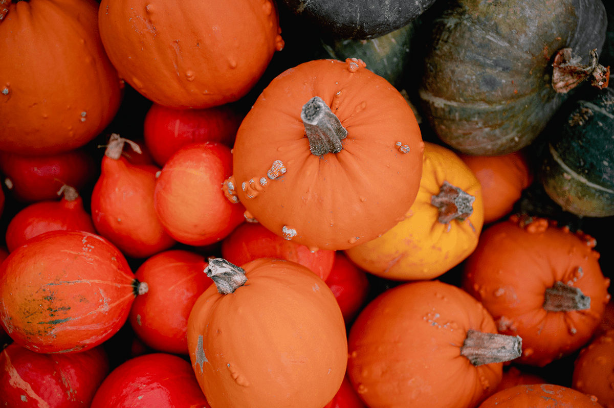 Squashes and pumpkins: autumn stars